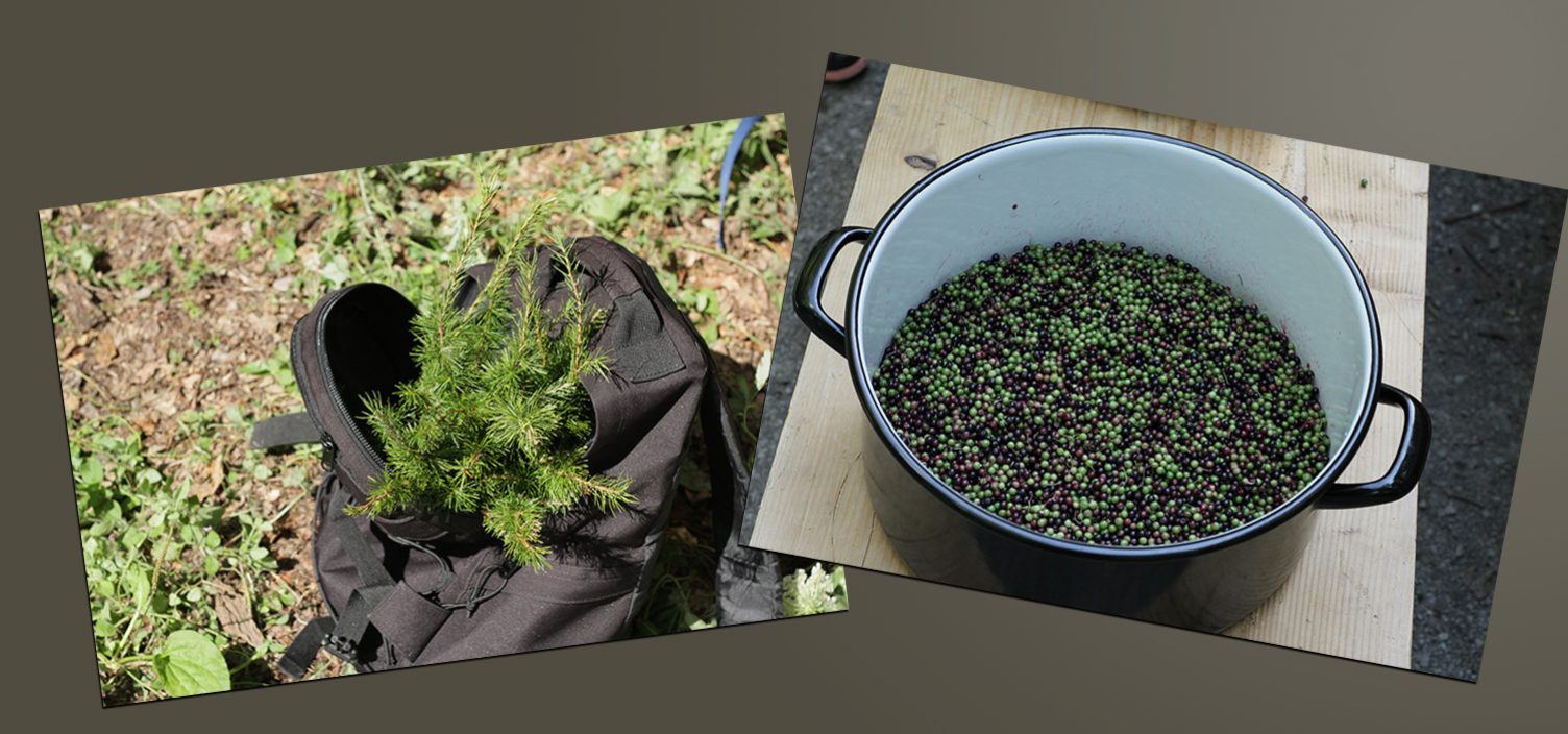 Zwei Aufnahmen auf dunkelbraunem Hintergrund: Links Lärchentriebe, rechts schwarze Holunderbeeren.